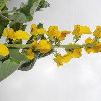 Crotalaria beddomeana Thoth. & A.A.Ansari